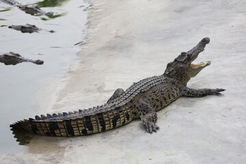 Naklejka premium The salt crocodile swimming on the river near canal