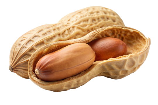 An opened peanut shell displaying two peanuts inside, isolated on a plain white background in natural daylight