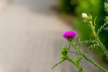 a milk thistle plant blooms in early summer