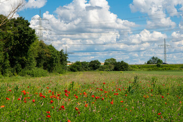 field of red poppy flowers with a blue sky in the background