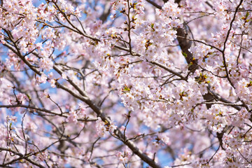 beautiful bouquet pink Japanese cherry blossoms flower or sakura bloomimg on the tree branch.  Small fresh buds and many petals layer romantic flora in botany garden. isolated on blue sky.