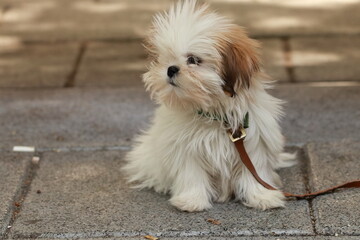 Curious Glances: Shih Tzu Puppy Discovering the World