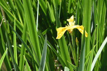 Fototapeta premium Yellow Iris in reeds