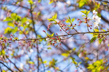 beautiful bouquet pink Japanese cherry blossoms flower or sakura bloomimg on the tree branch.  Small fresh buds and many petals layer romantic floral in botany garden