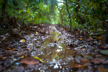 Fototapeta premium A forest path mired in mud, strewn with abundant leaves, and punctuated by a water-filled puddle