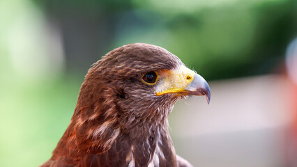 close up of a dusty hawk