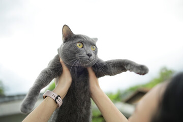 Asian woman holding blue cat with both hands above her head