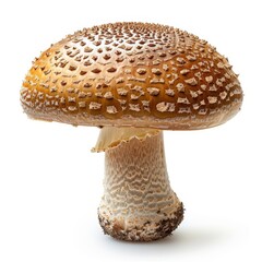 A large brown mushroom