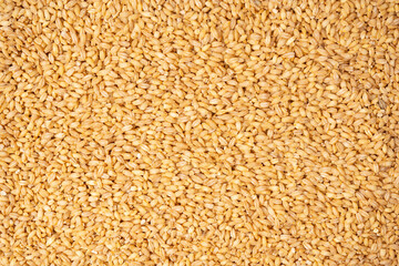 Wheat grain as a background. Top view.
