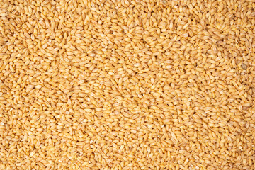 Wheat grain as a background. Top view.