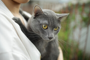 close up Asian woman lovingly holds a blue cat