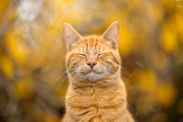 Fototapeta premium Cat Kitten Cute Happy Animal Ginger Whiskers Feline Outdoor Portrait