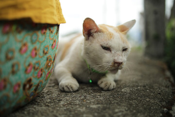 close up old cat sit near woman owner on street