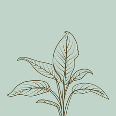 Line Drawing of a Leafy Plant