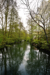Fluss im Wald