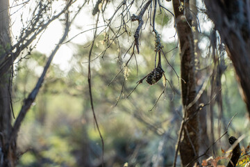 beautiful gum Trees and shrubs in the Australian bush forest. Gumtrees and native plants growing in Australia in spring