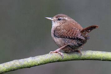 jenny wren, bird, branch, bird watching, avian, tree, perched, tiny, small, close up, macro, brown, cute, birding, woods, singing, nature, wildlife, animal, wild, beak, sparrow, flycatcher, robin, 