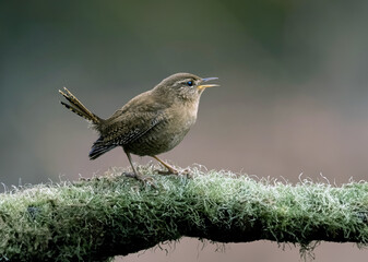 jenny wren, bird, branch, bird watching, avian, tree, perched, tiny, small, close up, macro, brown, cute, birding, woods, singing, nature, wildlife, animal, wild, beak, sparrow, flycatcher, robin, 