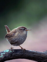 jenny wren, bird, branch, bird watching, avian, tree, perched, tiny, small, close up, macro, brown, cute, birding, woods, singing, nature, wildlife, animal, wild, beak, sparrow, flycatcher, robin, 