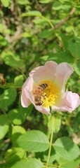 Bee pollinating flower petal in the sunshine