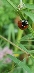 ladybird on a blade of grass
