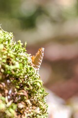 Single leaf on a vibrant green moss patch with a blurred background in warm sunlight.