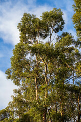 beautiful gum Trees and shrubs in the Australian bush forest. Gumtrees and native plants growing in Australia in spring
