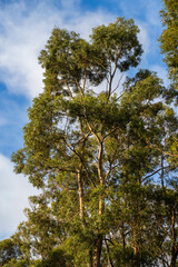 beautiful gum Trees and shrubs in the Australian bush forest. Gumtrees and native plants growing in Australia in spring