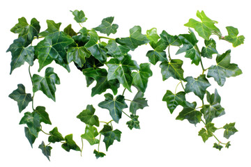 Naklejka premium English ivy, isolated on solid white background, PNG di-cut style, realistic photo style, object as model