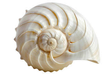 A close-up of a white seashell with intricate spiral patterns.