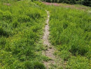 Obraz premium A path through a grassy field