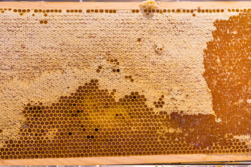 Beautiful honeycombs with honey close-up. Beekeeping, healthy food.