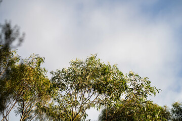 beautiful gum Trees and shrubs in the Australian bush forest. Gumtrees and native plants growing in Australia in spring