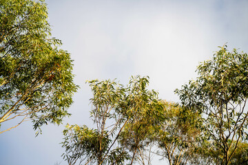 beautiful gum Trees and shrubs in the Australian bush forest. Gumtrees and native plants growing in Australia in spring