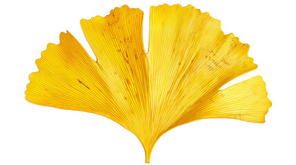 Naklejka premium A single, vibrant yellow ginkgo leaf isolated on a black background.
