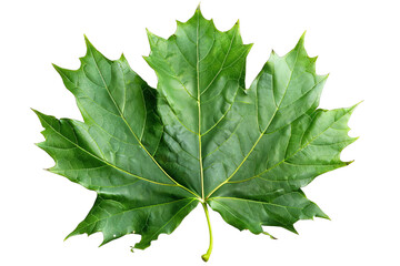 A single green maple leaf with visible veins isolated on a black background.