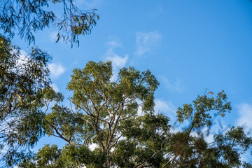 beautiful gum Trees and shrubs in the Australian bush forest. Gumtrees and native plants growing in Australia in spring