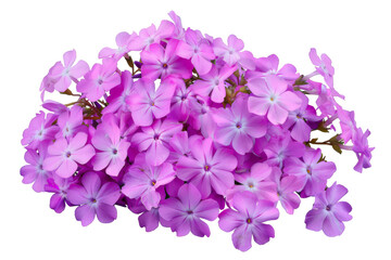 Creeping phlox, isolated on solid white background, PNG di-cut style, realistic photo style, object as model