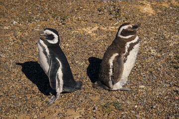 Penguins Argentina, Patagonia Argentina, penguins on the rocks, 