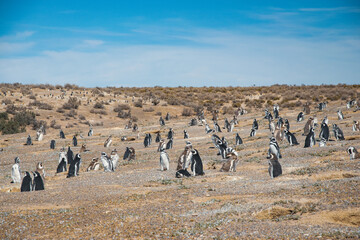 Obraz premium Penguins Argentina, Patagonia Argentina, penguins on the rocks, 