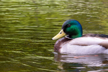 Obraz premium Stockente