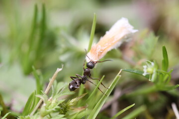 ant in garden carrying a ladybug