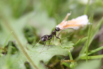 ant in garden carrying a ladybug