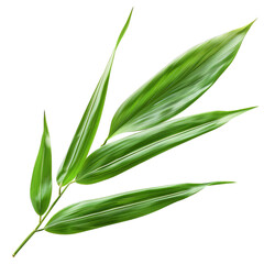 Close-up of lush green bamboo leaves with a natural, organic texture.