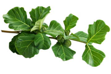 Creeping fig, isolated on solid white background, PNG di-cut style, realistic photo style, object as model