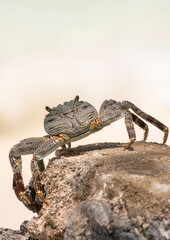 Rückansicht einer Krabbe auf einem sonnenbeschienenen Stein in natürlicher Umgebung