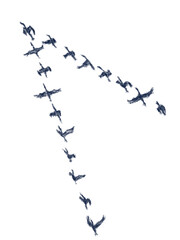 storks