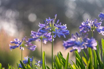 Blue agapanthus or African lily of nile flower is blooming in summer season for ornamental garden