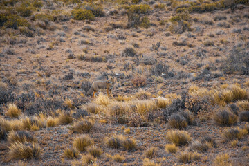 Argentina, Patagonia Argentina, Patagonia animal, fox