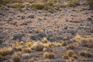 Argentina, Patagonia Argentina, Patagonia animal, fox
